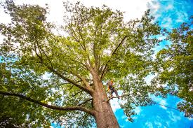 Best Tree Maintenance Programs  in Youngsville, NC