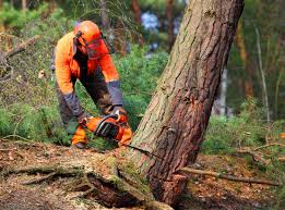 Trusted Youngsville, NC Tree Care Experts