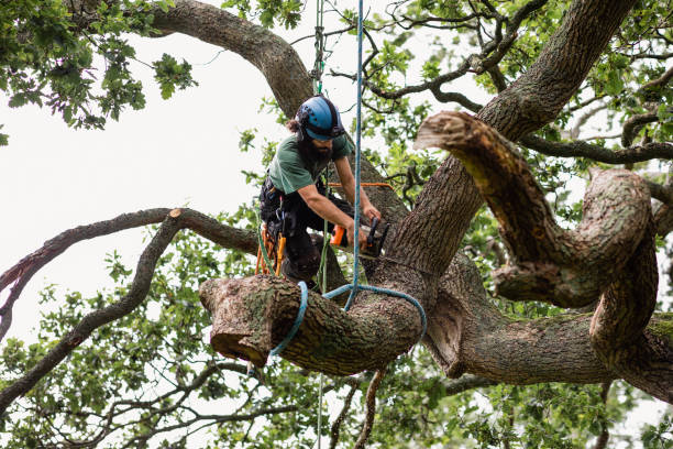 Best Tree Disease Treatment  in Youngsville, NC