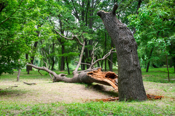 Best Tree Trimming and Pruning  in Youngsville, NC