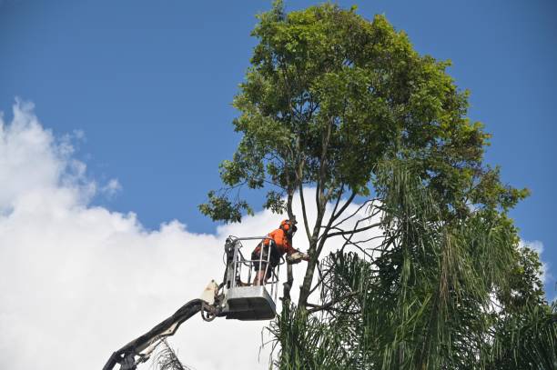 Best Fruit Tree Pruning  in Youngsville, NC