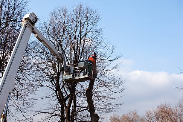 Best Commercial Tree Services  in Youngsville, NC